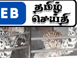 விசுவமடுவில் வீட்டுக்குள் புகுந்த சிறுத்தை