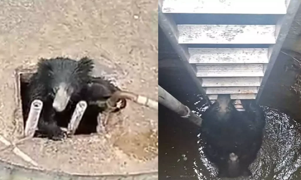கிணற்றுக்குள் தவறி விழுந்த கரடிகளை ஏணியை வைத்து மீட்ட வனத்துறையினர்