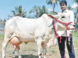 ஆந்திராவில் தினமும் 20 லிட்டர் பால் கறக்கும் ஓங்கோல் பசு