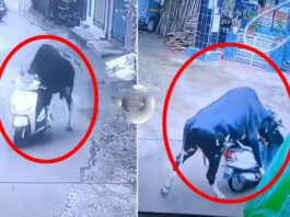 இந்தியாவின் உத்தரகாண்டில் மாடு ஸ்கூட்டியை எடுத்துக்கொண்டு போகும் வீடியோ