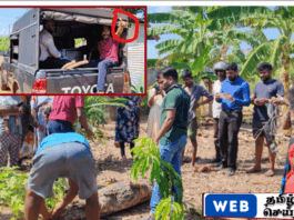 வவுனியா - கொக்குவெளி பகுதியில் வீட்டில் இருந்து 09 அடி நீளமான முதலை மீட்பு