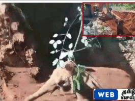 இந்தியாவில் சேற்றில் விழுந்த தன்னை காப்பாற்றியதற்காக நன்றி சொன்ன குட்டி யானை