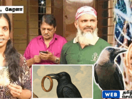 கேரளாவில் மூன்று ஆண்டுகளுக்கு முன்பு காக்கா திருடிய தங்க வளையல் -மீண்டும் கிடைத்த அதிசயம்