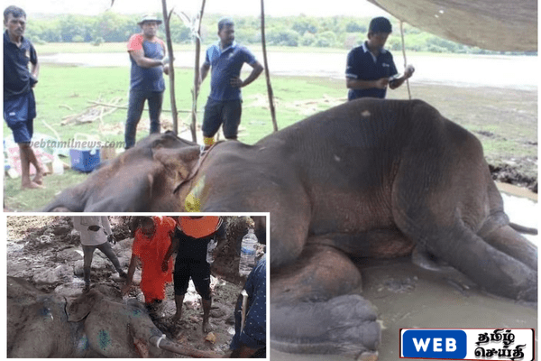 துப்பாக்கிச் சூட்டுக்கு இலக்கான நாட்டின் வயது முதிர்ந்த பாதியா யானை விடைப்பெற்றது