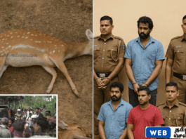 கர்ப்பிணி மானை கொன்ற வழக்கில் 2 பொலிஸ் அதிகாரிகள் உட்பட நால்வர் கைது