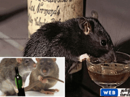 இந்தியாவில் கள்ளத்தனமாக மது அருந்திய எலி