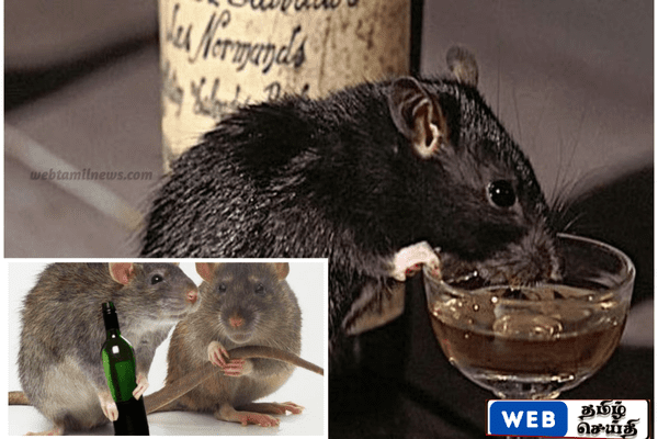 இந்தியாவில் கள்ளத்தனமாக மது அருந்திய எலி