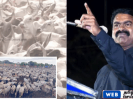 ஆடு, மாடுகளின் மாநாட்டை நடத்திய சீமான்