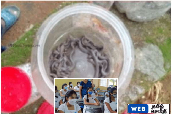 குருநாகலில் பாடசாலை வகுப்பறையில் பாம்பு குட்டிகள் பரபரப்பு – 30 பாம்புகள், 55 முட்டைகள் மீட்பு