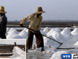 குறிஞ்சாத்தீவு உப்பளம் மீண்டும் ஆரம்பிக்க அமைச்சரவை அனுமதி