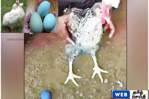 கர்நாடகத்தில் கோழி நீல நிற முட்டையிட்டு அதிர்ச்சி