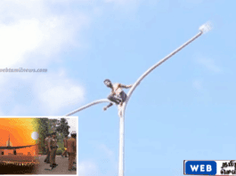 பேலியகொடையில் மனைவியை வெளிநாட்டிலிருந்து அழைத்து வருமாறு கோரி தெருவிளக்கு கம்பத்தில் ஏறிய பொதுமகன்