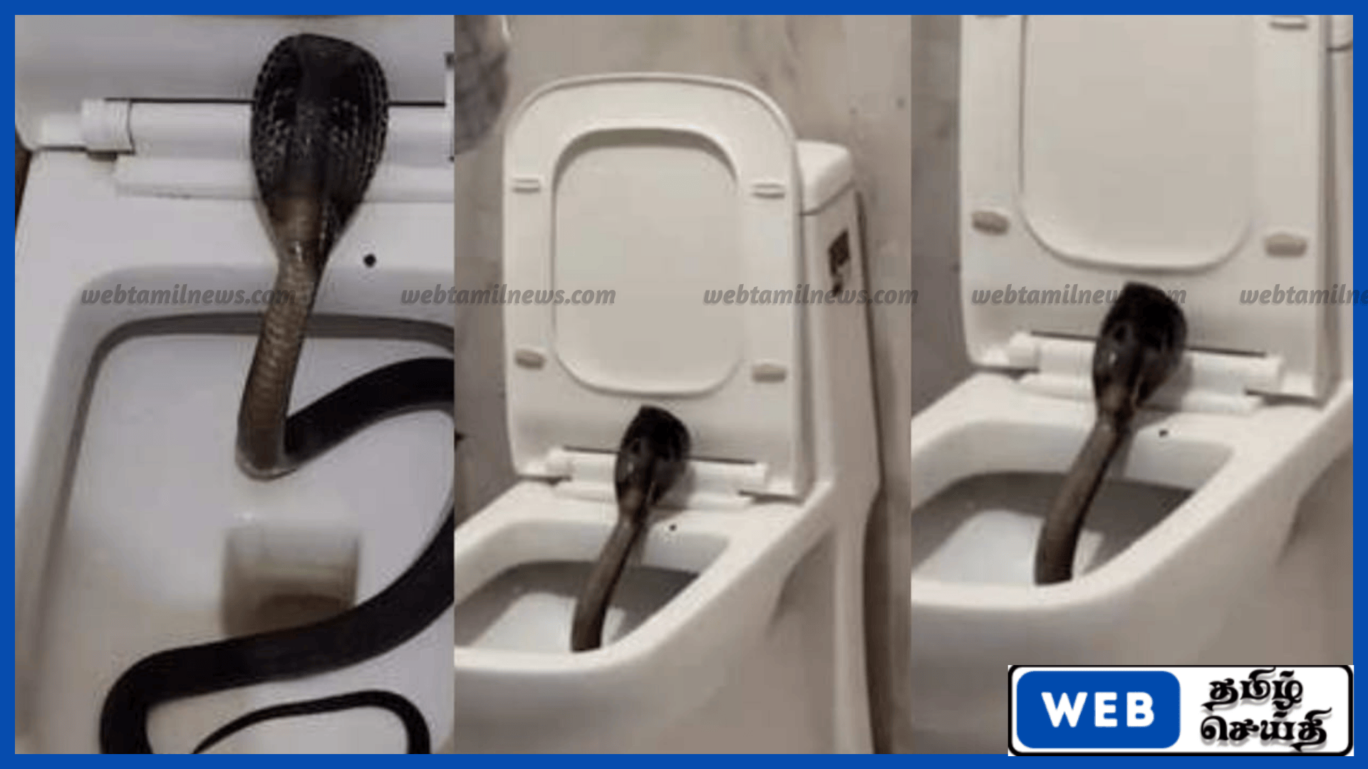 இந்தியாவில் ஹோட்டல் கழிவறையில் கருநாகம் சீறிய காட்சி இணையத்தில் வைரல்