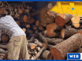 கொடிகாமம் பகுதியில் சட்டவிரோதமாக மரக்குற்றிகள் கடத்தல் – லொறி ஓட்டுநர் கைது