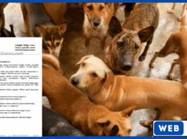 நல்லூரில் பெண் நாய்களுக்கு இலவச கருத்தடை முகாம் – பிடித்து தருபவர்களுக்கு சன்மானம்