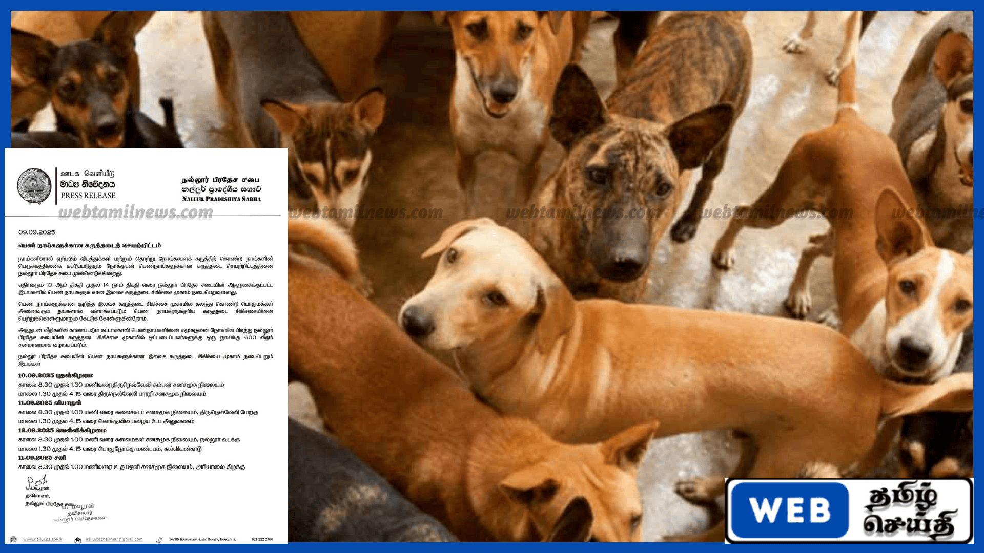 நல்லூரில் பெண் நாய்களுக்கு இலவச கருத்தடை முகாம் – பிடித்து தருபவர்களுக்கு சன்மானம்