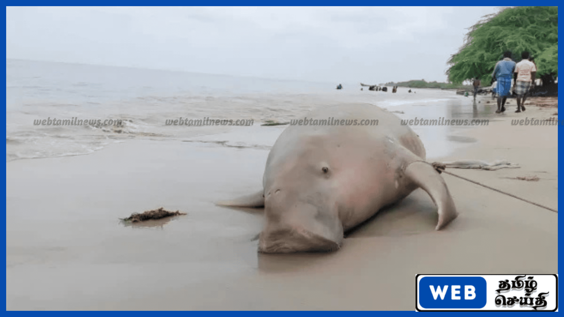 மன்னார் வளைகுடா கடற்கரையில் இறந்த நிலையில் கடல் பசு கரை ஒதுங்கியது