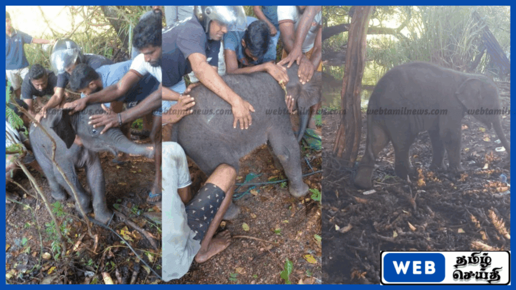 கெக்கிராவ எலகமுவ வயல் பகுதியில் தாய் யானையிடம் இருந்து பிரிந்த யானைக்குட்டி மீட்பு